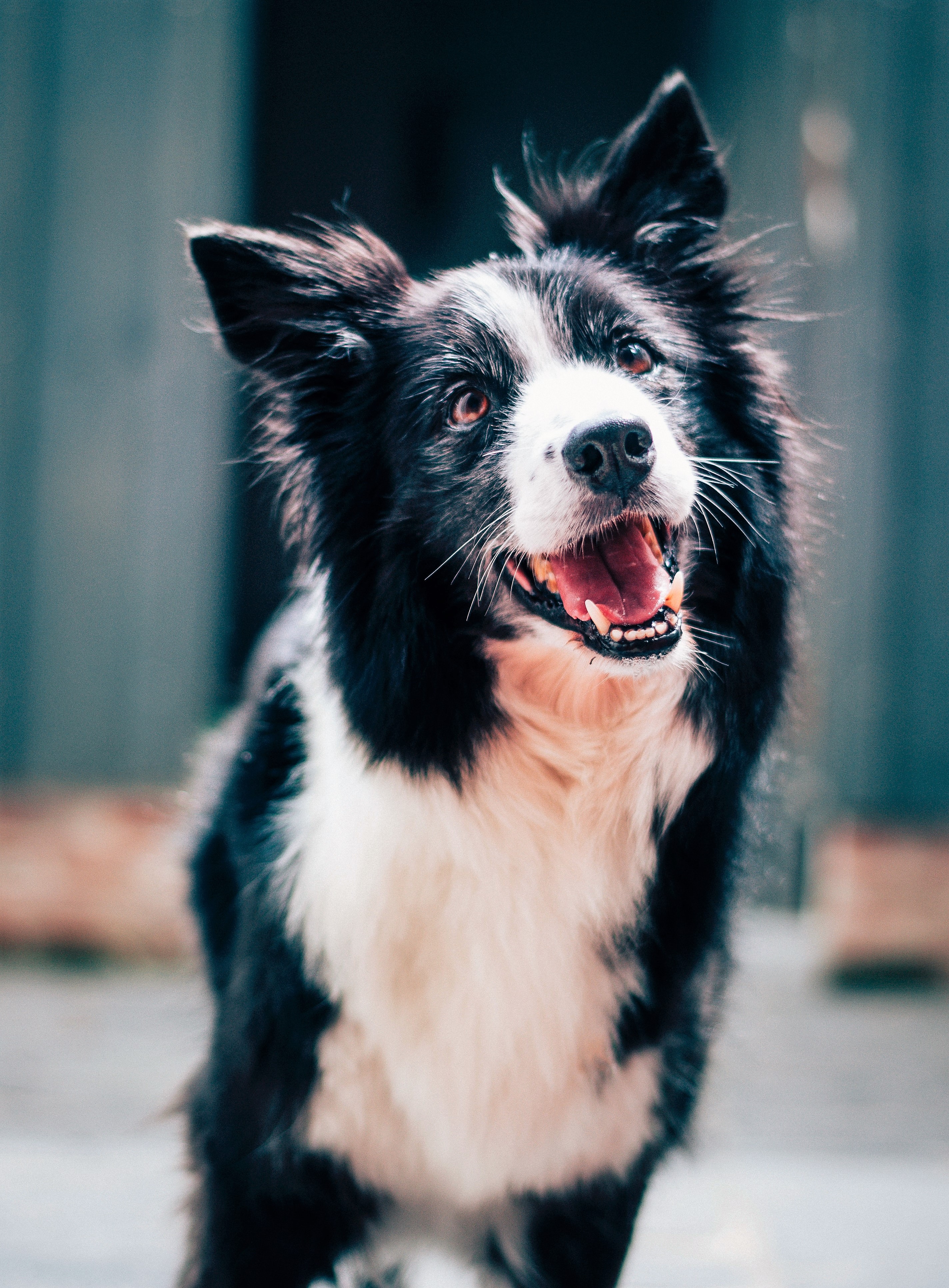 Vitus_Vet_Happy_Dog_2 https://www.nextcoremedia.com/wp-content/uploads/2020/07/Vitus_Vet_Happy_Dog_2.jpg